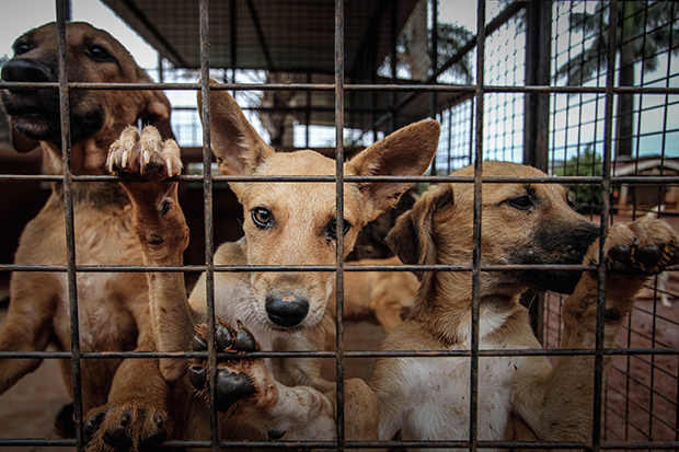 Dogs at the shelter in Masaka, Uganda